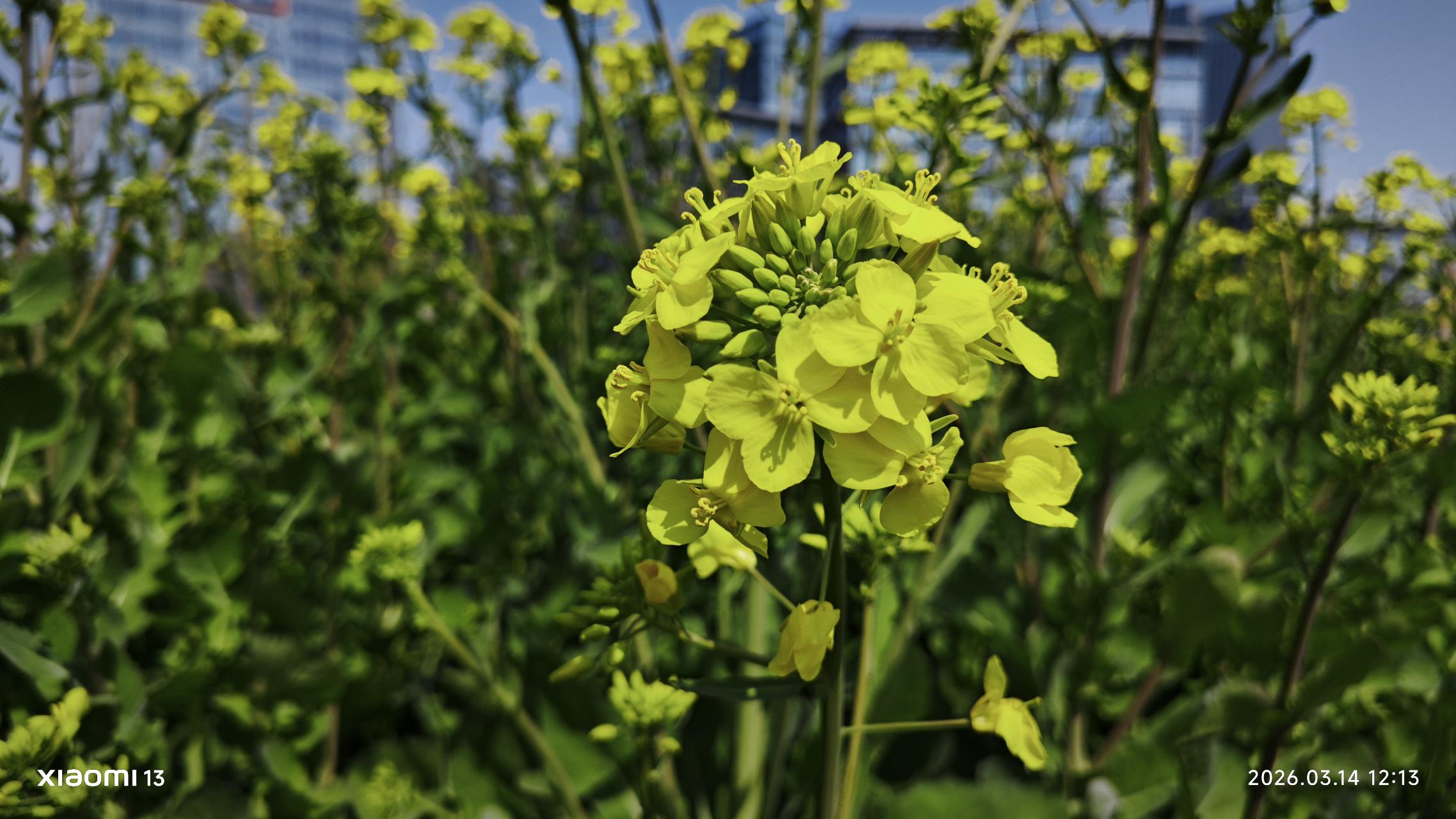 油菜花开了