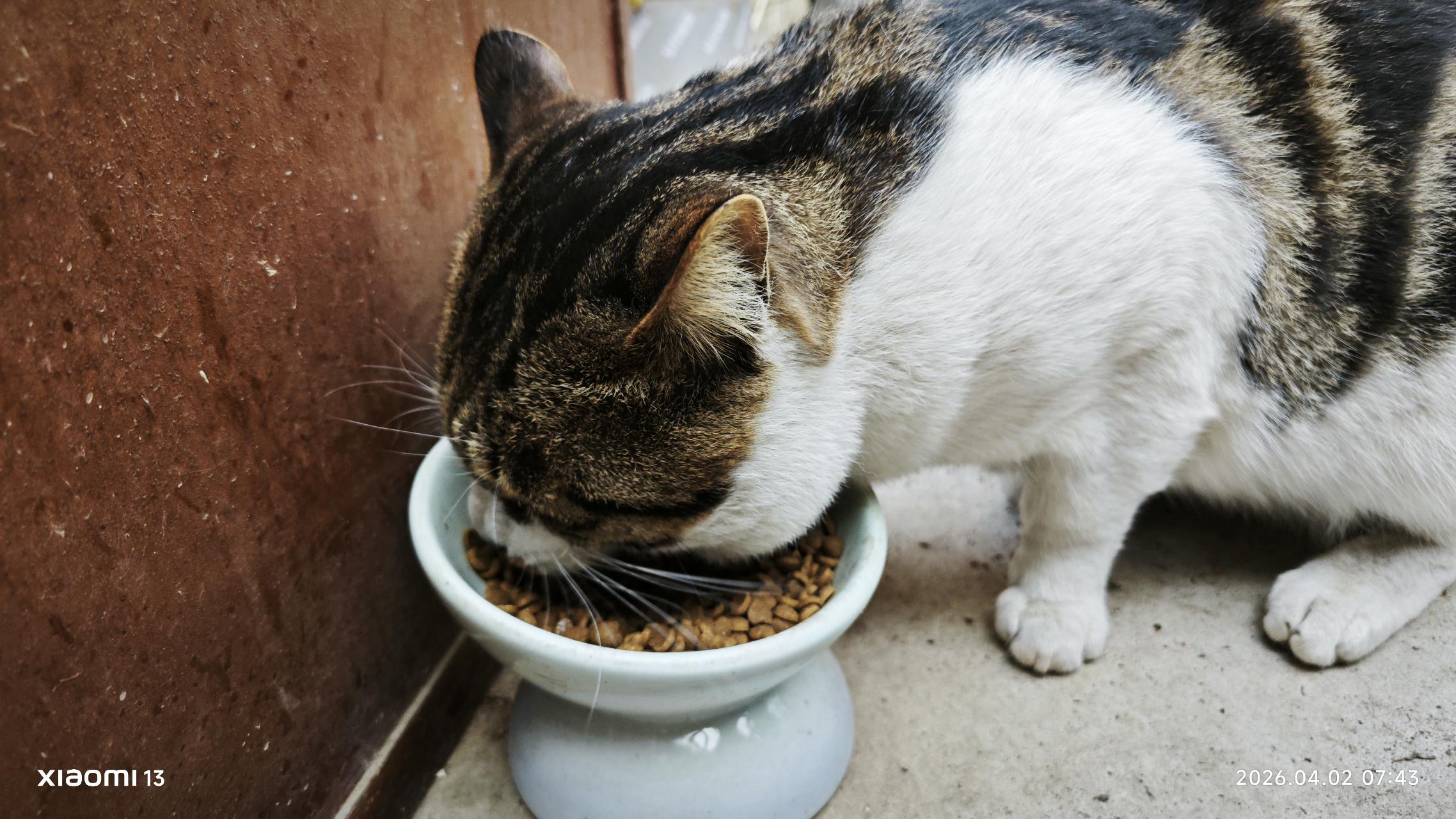 我真的没能力养猫