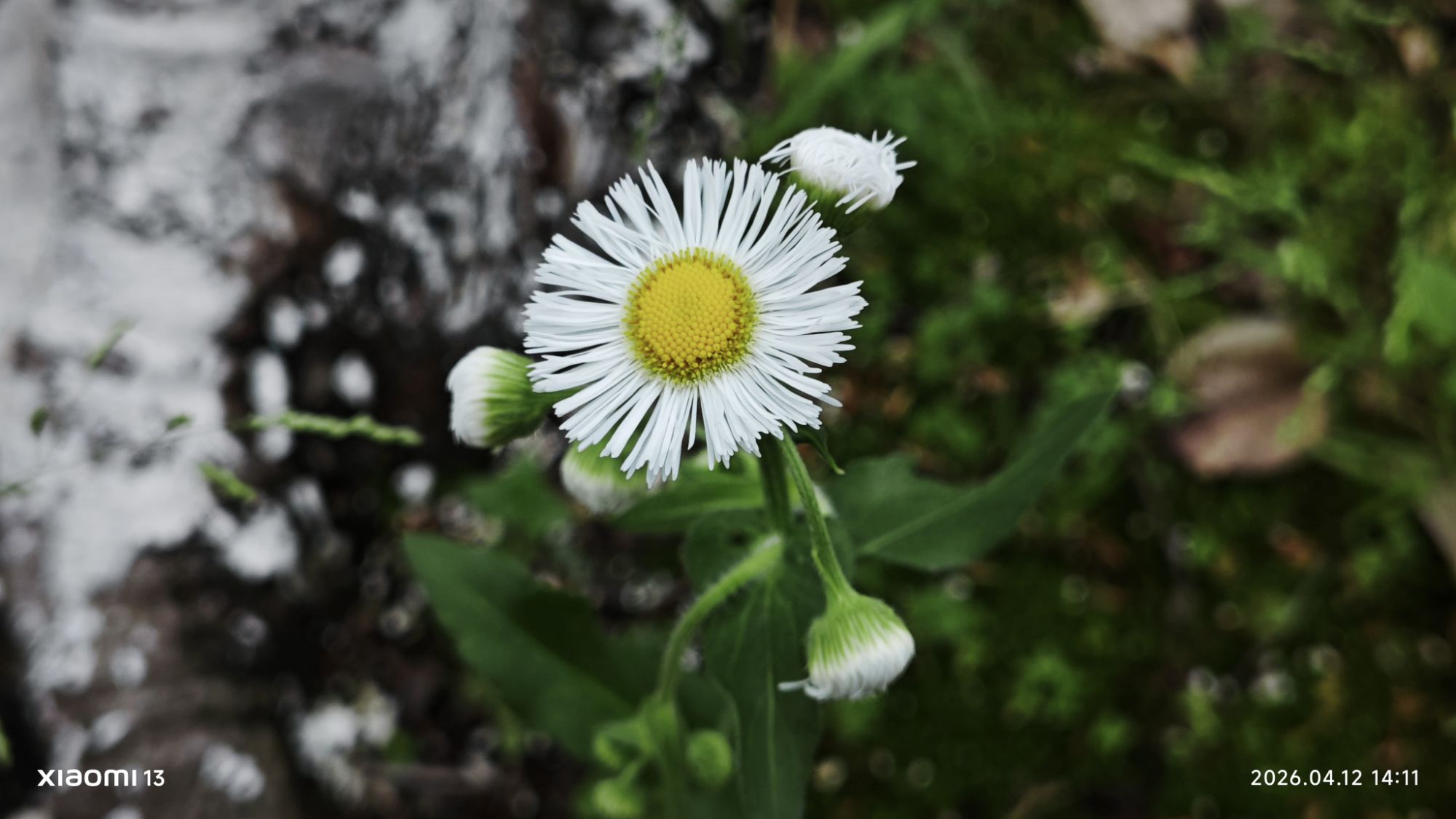 健走半小时20260412（2026-38） 