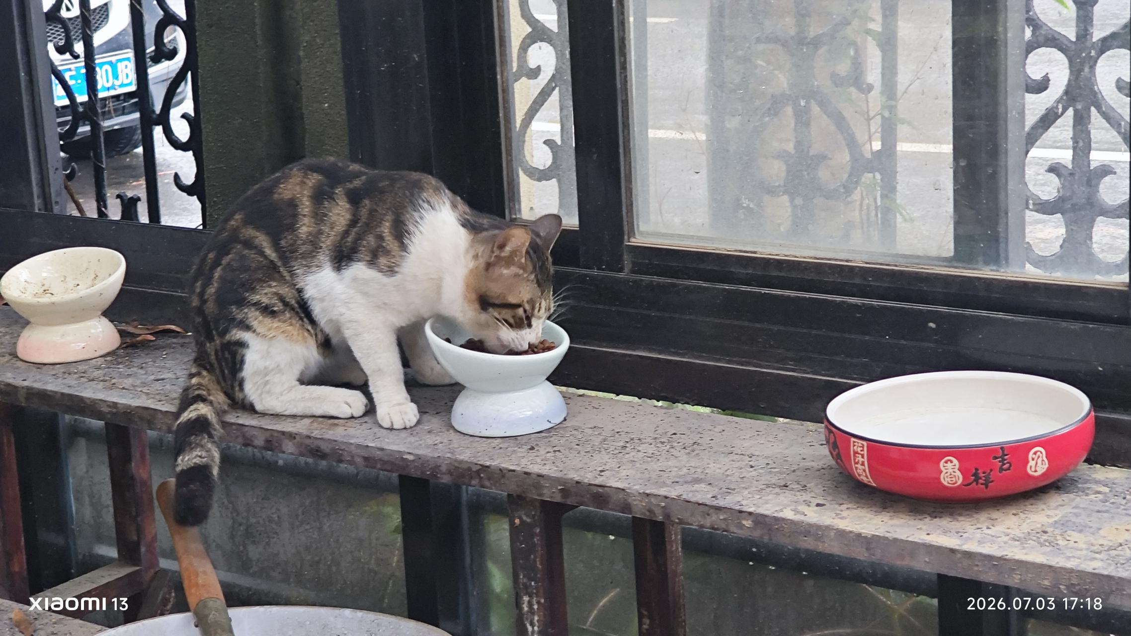 还有二十年要熬，忽然羡慕门口的猫